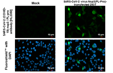 Anti-SARS-CoV-2 (COVID-19) nsp3 / PL-pro antibody [HL2350] used in Immunocytochemistry/ Immunofluorescence (ICC/IF). GTX638553