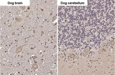 Anti-SERCA2 ATPase antibody [HL2352] used in IHC (Paraffin sections) (IHC-P). GTX638555