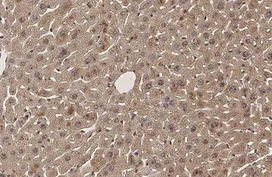 Anti-SERCA2 ATPase antibody [HL2352] used in IHC (Paraffin sections) (IHC-P). GTX638555