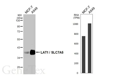 Anti-LAT1 / SLC7A5 antibody [HL2353] used in Western Blot (WB). GTX638556