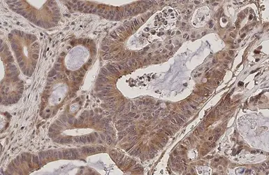 Anti-RanBP1 antibody [HL2358] used in IHC (Paraffin sections) (IHC-P). GTX638564