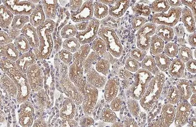 Anti-SNX5 antibody [HL2375] used in IHC (Paraffin sections) (IHC-P). GTX638583