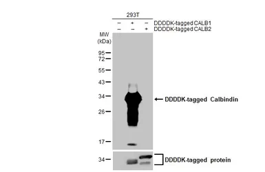 Anti-Calbindin antibody [HL2379] used in Western Blot (WB). GTX638587