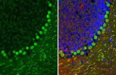 Anti-Calbindin antibody [HL2379] used in IHC (Paraffin sections) (IHC-P). GTX638587