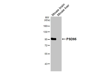 Anti-PSD95 antibody [HL2382] used in Western Blot (WB). GTX638590