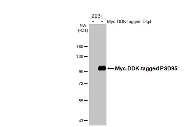 Anti-PSD95 antibody [HL2382] used in Western Blot (WB). GTX638590