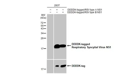 Anti-Respiratory Syncytial virus NS1 antibody [HL2383] used in Western Blot (WB). GTX638591