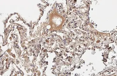 Anti-IL6 antibody [HL2389] used in IHC (Paraffin sections) (IHC-P). GTX638598