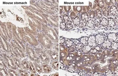 Anti-TBC1D5 antibody [HL2390] used in IHC (Paraffin sections) (IHC-P). GTX638599