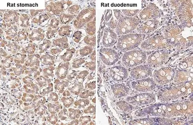Anti-TBC1D5 antibody [HL2390] used in IHC (Paraffin sections) (IHC-P). GTX638599