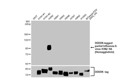 Anti-Influenza A virus H3N2 HA (Hemagglutinin) antibody [HL2393] used in Western Blot (WB). GTX638602