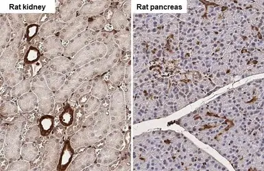 Anti-Galectin 3 antibody [HL2396] used in IHC (Paraffin sections) (IHC-P). GTX638613