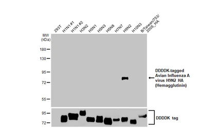 Anti-Avian Influenza A virus H9N2 HA (Hemagglutinin) antibody [HL2406] used in Western Blot (WB). GTX638623