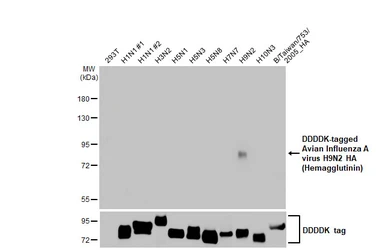 Anti-Avian Influenza A virus H9N2 HA (Hemagglutinin) antibody [HL2408] used in Western Blot (WB). GTX638625