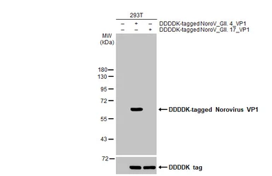 Anti-Norovirus VP1 antibody [HL2410] used in Western Blot (WB). GTX638627