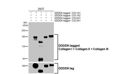 Anti-Collagen I + Collagen II + Collagen III antibody [HL2048 + HL1907] used in Western Blot (WB). GTX638633