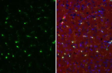 Anti-TMEM119 antibody [HL2415] used in IHC (Paraffin sections) (IHC-P). GTX638642