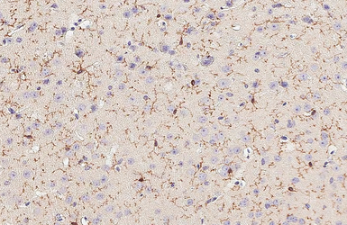 Anti-TMEM119 antibody [HL2415] used in IHC (Paraffin sections) (IHC-P). GTX638642