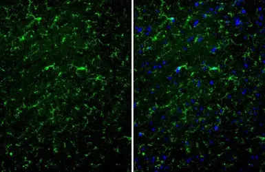 Anti-TMEM119 antibody [HL2415] used in IHC (Paraffin sections) (IHC-P). GTX638642