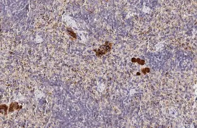 Anti-Factor V antibody [HL2421] used in IHC (Paraffin sections) (IHC-P). GTX638643