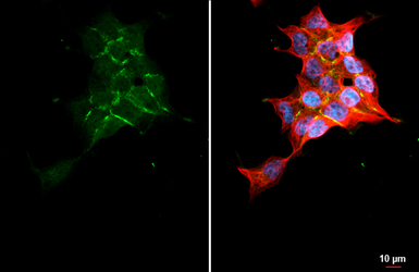 Anti-Wnt9a antibody [HL2422] used in Immunocytochemistry/ Immunofluorescence (ICC/IF). GTX638644