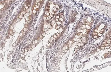Anti-Wnt9a antibody [HL2422] used in IHC (Paraffin sections) (IHC-P). GTX638644