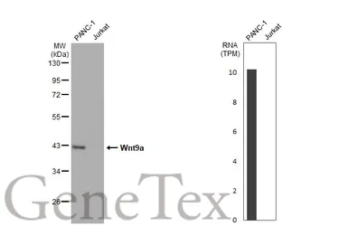 Anti-Wnt9a antibody [HL2422] used in Western Blot (WB). GTX638644
