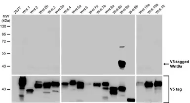 Anti-Wnt9a antibody [HL2422] used in Western Blot (WB). GTX638644