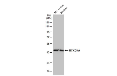 Anti-BCKDHA antibody [HL2434] used in Western Blot (WB). GTX638750