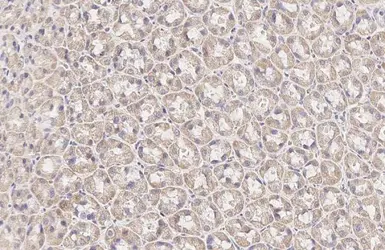 Anti-BCKDHA antibody [HL2434] used in IHC (Paraffin sections) (IHC-P). GTX638750