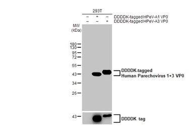 Anti-Human Parechovirus 1+3 VP0 antibody [HL2443] used in Western Blot (WB). GTX638759