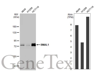 Anti-BMAL1 antibody [HL2456] used in Western Blot (WB). GTX638774