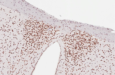 Anti-BMAL1 antibody [HL2456] used in IHC (Paraffin sections) (IHC-P). GTX638774