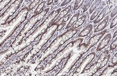 Anti-BMAL1 antibody [HL2456] used in IHC (Paraffin sections) (IHC-P). GTX638774