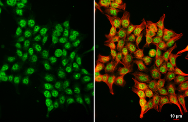 Anti-BMAL1 antibody [HL2456] used in Immunocytochemistry/ Immunofluorescence (ICC/IF). GTX638774
