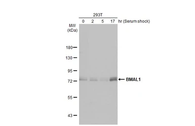 Anti-BMAL1 antibody [HL2456] used in Western Blot (WB). GTX638774
