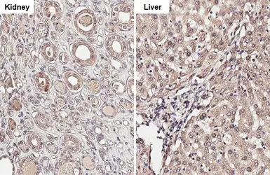 Anti-Cathepsin S antibody [HL2462] used in IHC (Paraffin sections) (IHC-P). GTX638780
