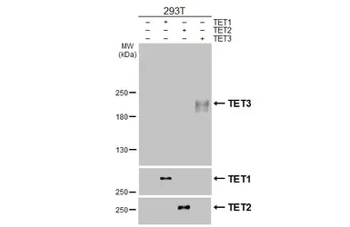 Anti-TET3 antibody [HL2463] used in Western Blot (WB). GTX638781