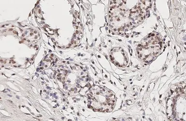 Anti-TET3 antibody [HL2463] used in IHC (Paraffin sections) (IHC-P). GTX638781