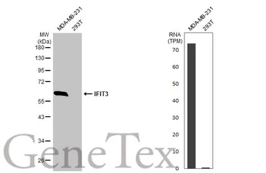 Anti-IFIT3 antibody [HL2468] used in Western Blot (WB). GTX638817
