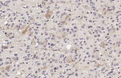 Anti-IFIT3 antibody [HL2469] used in IHC (Paraffin sections) (IHC-P). GTX638818