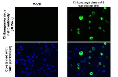 Anti-Chikungunya virus nsP3 antibody [HL2479] used in IHC-P (cell pellet) (IHC-P (cell pellet)). GTX638828