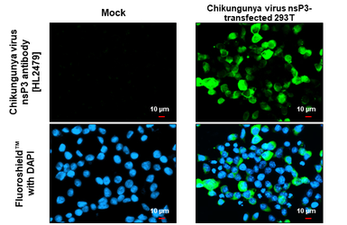 Anti-Chikungunya virus nsP3 antibody [HL2479] used in Immunocytochemistry/ Immunofluorescence (ICC/IF). GTX638828