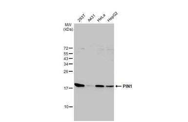 Anti-PIN1 antibody [HL2480] used in Western Blot (WB). GTX638829