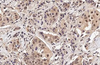 Anti-PIN1 antibody [HL2480] used in IHC (Paraffin sections) (IHC-P). GTX638829