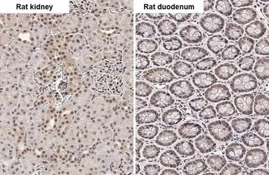 Anti-PIN1 antibody [HL2480] used in IHC (Paraffin sections) (IHC-P). GTX638829