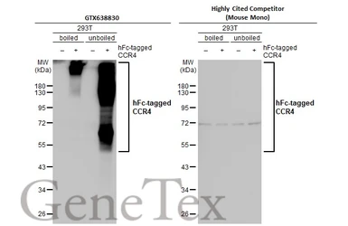Anti-CCR4 antibody [HL2481] used in Western Blot (WB). GTX638830