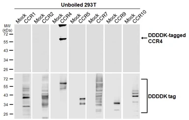 Anti-CCR4 antibody [HL2481] used in Western Blot (WB). GTX638830