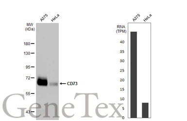 Anti-CD73 antibody [HL2493] used in Western Blot (WB). GTX638851