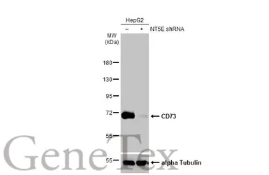 Anti-CD73 antibody [HL2493] used in Western Blot (WB). GTX638851